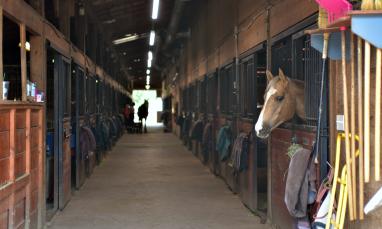 News Andrea Pastoor Autism Horse Therapy 04