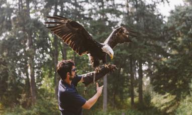 Eagle landing on handlers arm in the woods