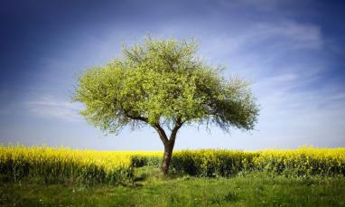 tree in field