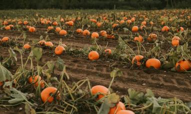 Pumpkin field with ripe orange pumpkins on vines, cloudy sky above.