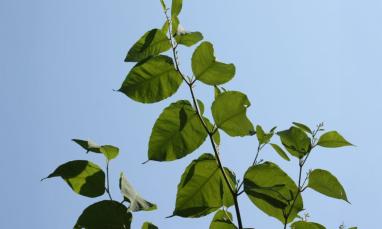 knotweed plant in front of a blue sky