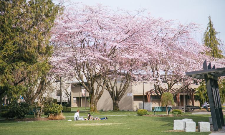 Langley campus in spring, cherry blossoms in bloom, students on blankets on grass. Sunny.