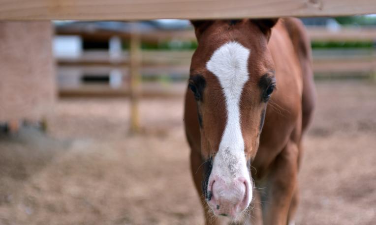 News Andrea Pastoor Autism Horse Therapy 02