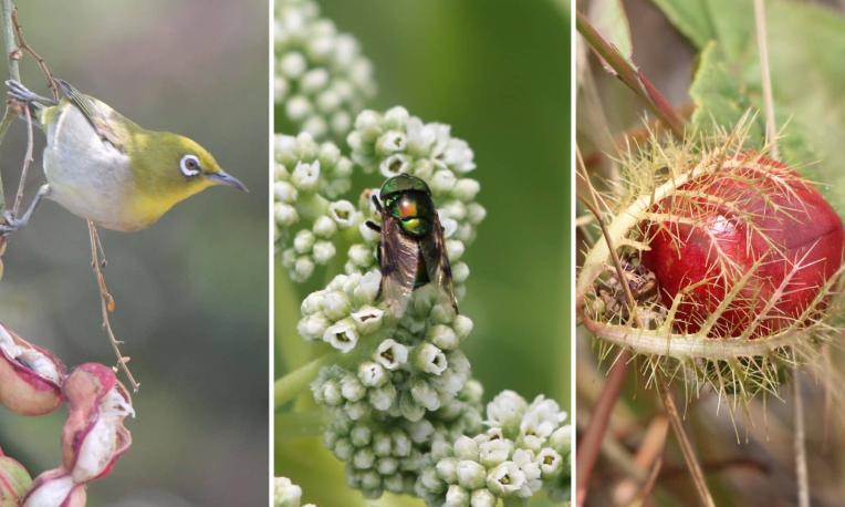 photos of birds, insects and plants
