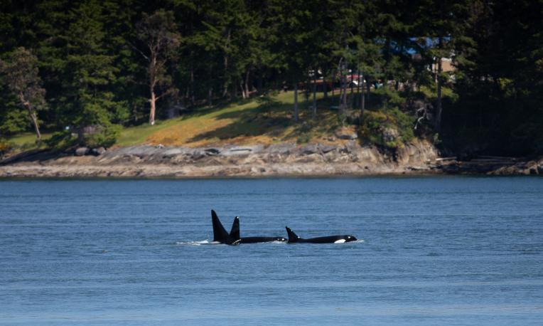 2025 Coast Salish Travel Study