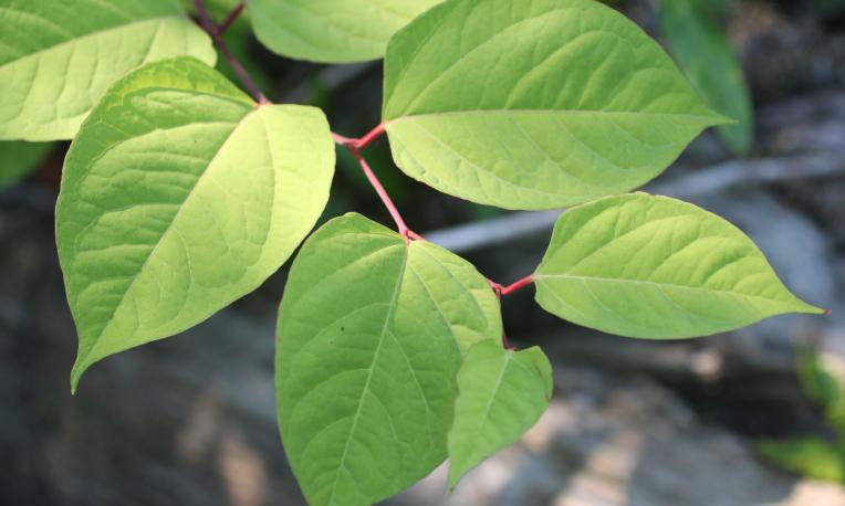close up on a Knotweed plant