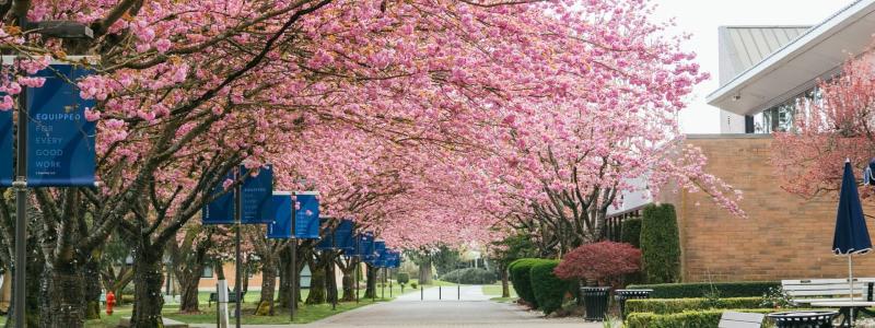 cherry blossoms along walkway in front of Riemer Student Centre