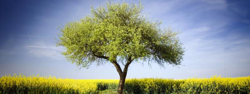 tree in field