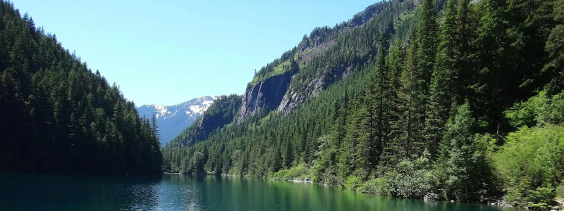 A picture of a lake and trees