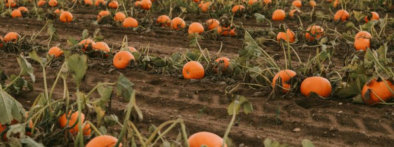 Pumpkin field with ripe orange pumpkins on vines, cloudy sky above.
