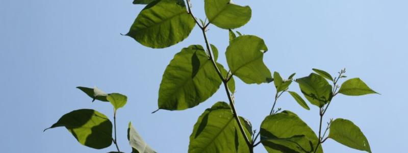 knotweed plant in front of a blue sky