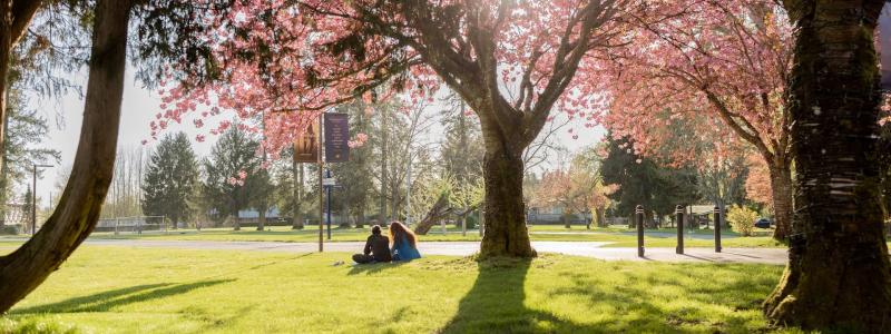 cherry blossoms on campus with people sitting in the grass