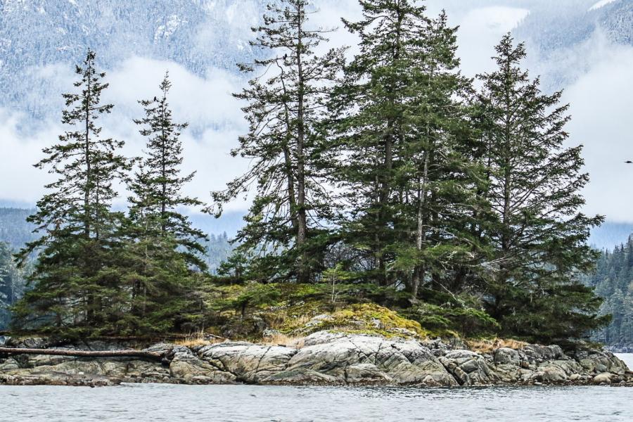 Some trees on a rocky island on the Salish Coast
