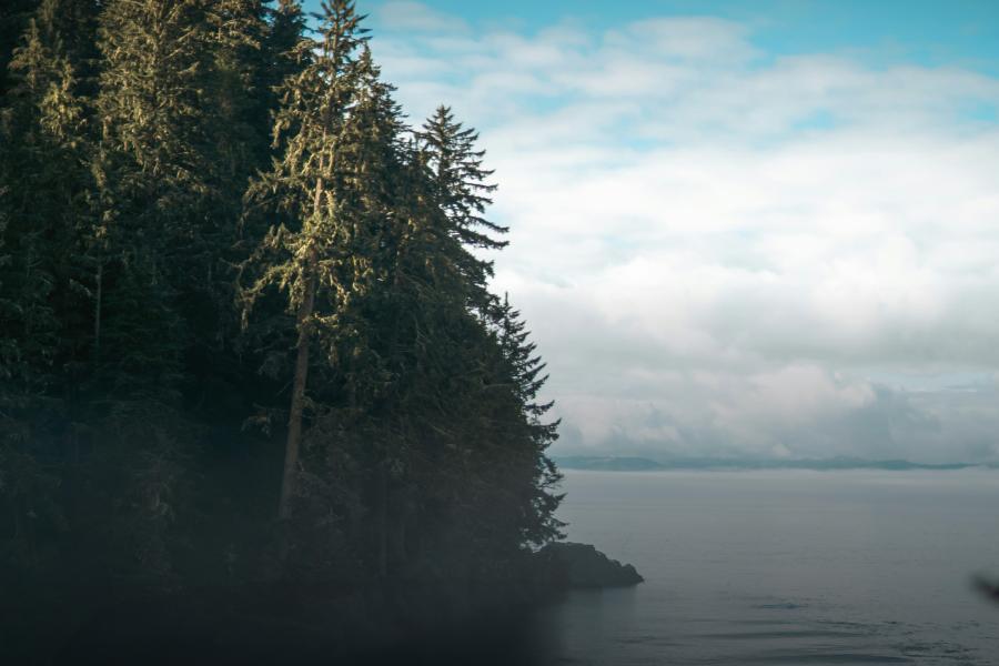 Forested coastline with tall evergreen trees overlooking calm water under a partly cloudy blue sky.