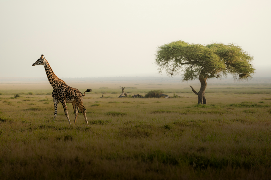 A lone giraffe walks across an open grassy savanna under a pale sky, with a single leafy tree standing in the distance.