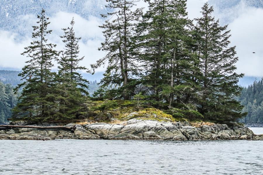 Evergreen trees on a rocky coastal island surrounded by water, with misty forested mountains in the background.