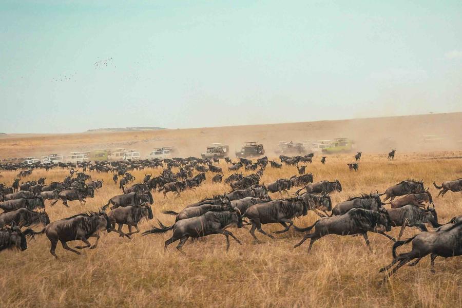 Herds of wildebeest crossing a grassland in Kenya with safari vehicles in the background.