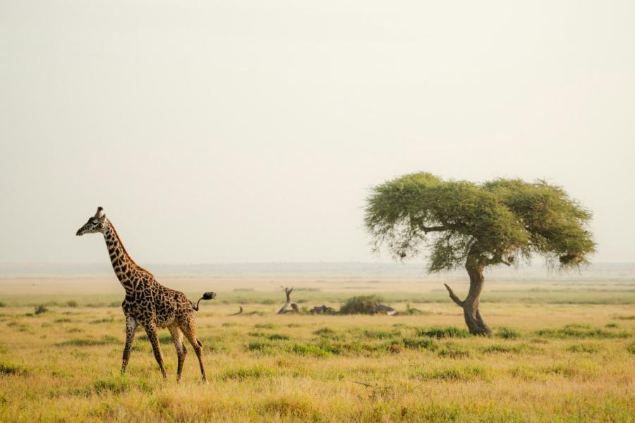 Giraffe standing on the Kenyan savanna near an acacia tree.