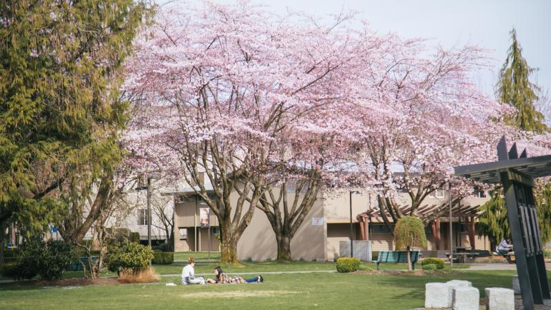 Langley campus in spring, cherry blossoms in bloom, students on blankets on grass. Sunny.
