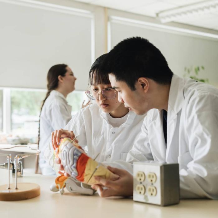 students looking at model of brain in lab