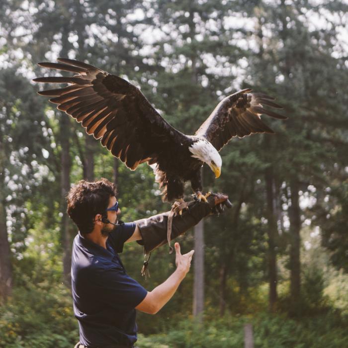 Eagle landing on handlers arm in the woods